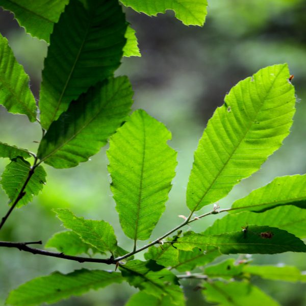gite-centre-bretagne-persquen-foret-totem- (19)
