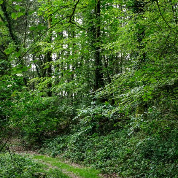 gite-centre-bretagne-persquen-foret-totem- (6)